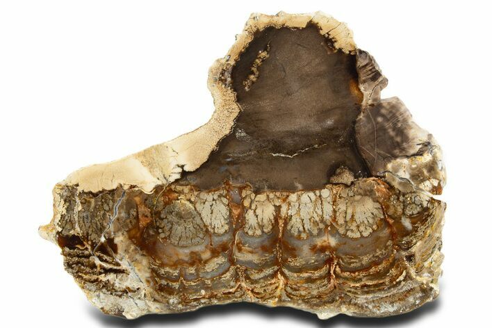 Stromatolite Covered Petrified Plume Wood Slab - Oregon #338170